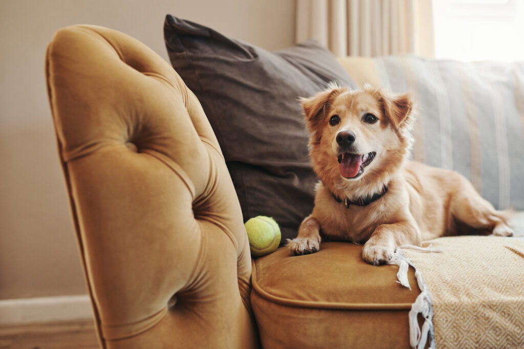 Golden dog on a sofa with a tennis ball.